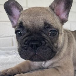 French Bulldogs from Beautiful Creatures Animal Ranch