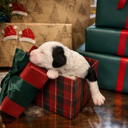 Buddy - Black and white male Sheepadoodle puppy in Tennessee, Illinois from The Artman Family