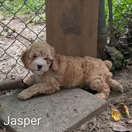 Jasper - Buff male Cockapoo puppy in Sunset, Louisiana from Cano Cockapoos