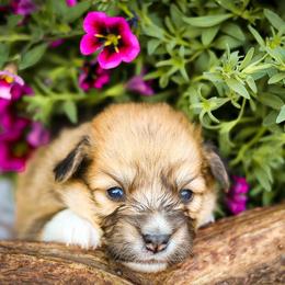 Rex - Sable male Pembroke Welsh Corgi puppy in Caliente, California from Rafter Cross 7