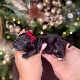 Godiva - Black female Goldendoodle puppy in Miami, Florida from Jade’s Paws & Co. Of Miami LLC