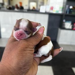 Jamie - Parti male Yorkshire Terrier puppy in Detroit, Michigan from Friends4everkennel LLC