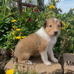 Maisie - Sable and white female Collie puppy in Hinckley, Minnesota from Rusty Spur Collies