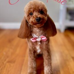 Ella Louise - Poodle