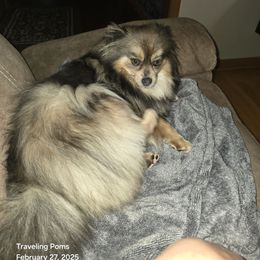 Sky - Pomeranian