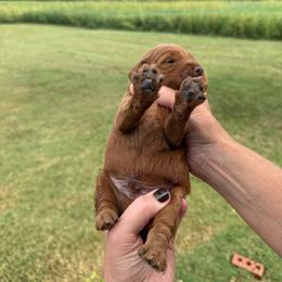 Cash - Red  male Goldendoodle puppy in Statesville, North Carolina from Ashley's Goldendoodles and Cavapoos