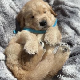 Golden Retriever Puppies from Chizan Goldens