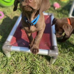 Labrador Retriever Puppies from Dry Pond Retrievers, LLC