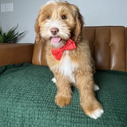Pumpkin - Red  male Goldendoodle puppy in Ottawa, Ohio from Simply Beautiful Goldendoodles