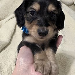 Dachshund Puppies from JB Doxies