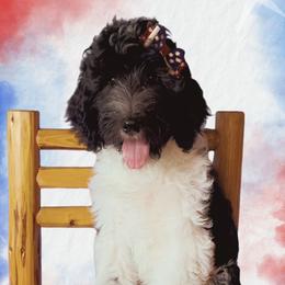 Mercedes - Black and white female Aussiedoodle puppy in Springfield, Missouri from Aspen River Doodles