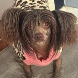 Bonnie - Chinese Crested