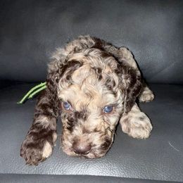 Green Boy - Blue merle male Aussiedoodle puppy in Scottsboro, Alabama from Murphie and Banks Doodles