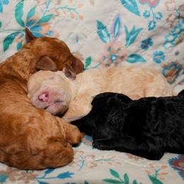 Goldendoodle puppies from McCaslin's Doddles