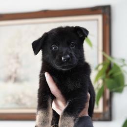 Reign - Bi-color female German Shepherd puppy in Coarsegold, California from Yosemite Shepherds