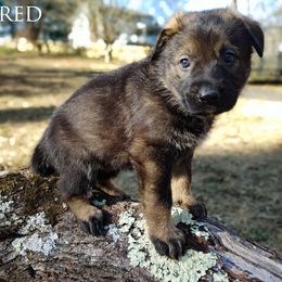 German Shepherd Puppies from Reddington Shepherds