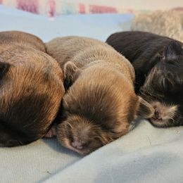 Chihuahua puppies from Chihuahua Long Coats