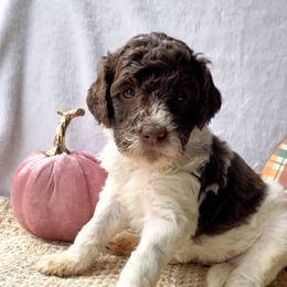 "Sugar" - Goldendoodle puppy in Georgia from Garden City Doodles, LLC