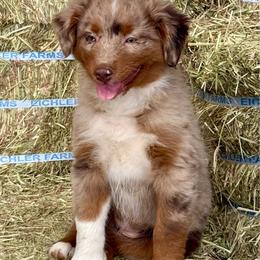 Remi - Red merle female Australian Shepherd puppy in Otis, Oregon from Heritage Hill Aussies