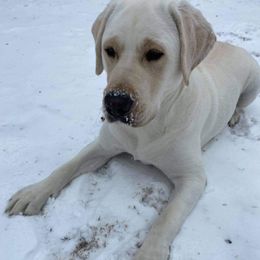 Labrador Retriever All Grown Up from Royal Ridge Labs