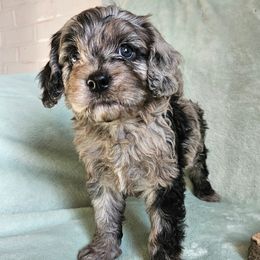 Max - Merle male Cavapoo puppy in Underwood, Minnesota from Tru Cuddle Pups