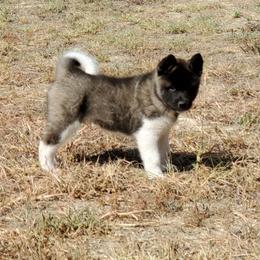 Akita Puppies from Folklore Akitas