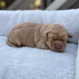 Daisy - Red  female Goldendoodle puppy in Charlotte, North Carolina from Hopeful Heart Doodles