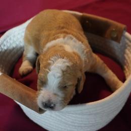 Boy 4 - male Bernedoodle puppy in Pauls Valley, Oklahoma from Daisy’s Doodles