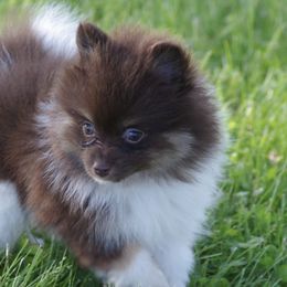 Miniature Australian Shepherds and Pomeranians from White Oak Aussies