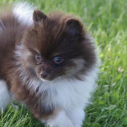 Miniature Australian Shepherds and Pomeranians from White Oak Aussies