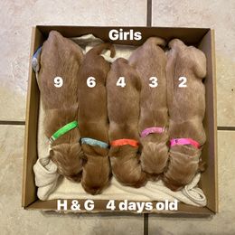 Number 2 girl - Dark golden female Golden Retriever puppy in Piedmont, Oklahoma from Sabrina's Golden Retrievers