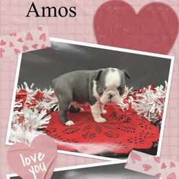 Amos - Seal and white male Boston Terrier puppy in Jacksonville, Florida from Trail’s End Boston Terriers
