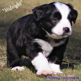 Miniature Australian Shepherd Puppies from Mutton Creek Aussies