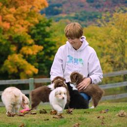Australian Shepherd Puppies from SnowRidge Australian Shepherds
