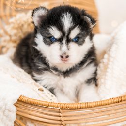 Pomsky Puppies from Southpaw Pomskies