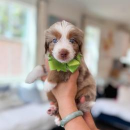 Stitch-Light Green - Blue merle male Bernedoodle puppy in Ontario, California from Teddy Doodles & Standard Poodles