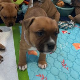 Willow - Red female Staffordshire Bull Terrier puppy in Port Saint Lucie, Florida from Southern Staffies
