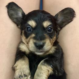Pranced - Black and cream male Dachshund puppy in Statesville, North Carolina from Lakeside Dachshunds