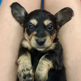 Pranced - Black and cream male Dachshund puppy in Statesville, North Carolina from Lakeside Dachshunds