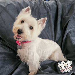 Chico - West Highland White Terrier