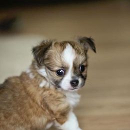 Chihuahua Puppies from Toyville Chihuahuas