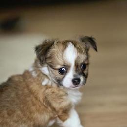 Chihuahua Puppies from Toyville Chihuahuas