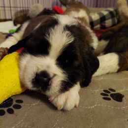 Saint Bernard Puppies from Fizzy Saints