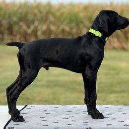 German Shorthaired Pointer Puppies from H LAVA C Pointers