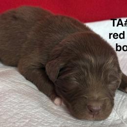 TA6 - Red tri-color male Australian Shepherd puppy in Ada, Ohio from Windy Hill Aussies
