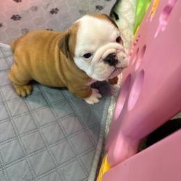 Chili - Red and white female Bulldog puppy in Topeka, Kansas from Midwest Monster Made Bulldogs