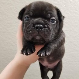 French Bulldog Puppies from Whoville French Bulldogs
