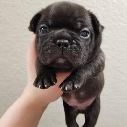 French Bulldog Puppies from Whoville French Bulldogs