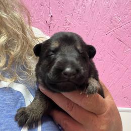 Pink - Black and tan female German Shepherd puppy in Grand Rivers, Kentucky from Von Frieden German Shepherds LLC