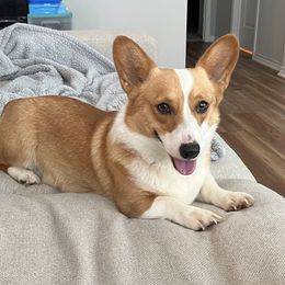 Jennay - Pembroke Welsh Corgi